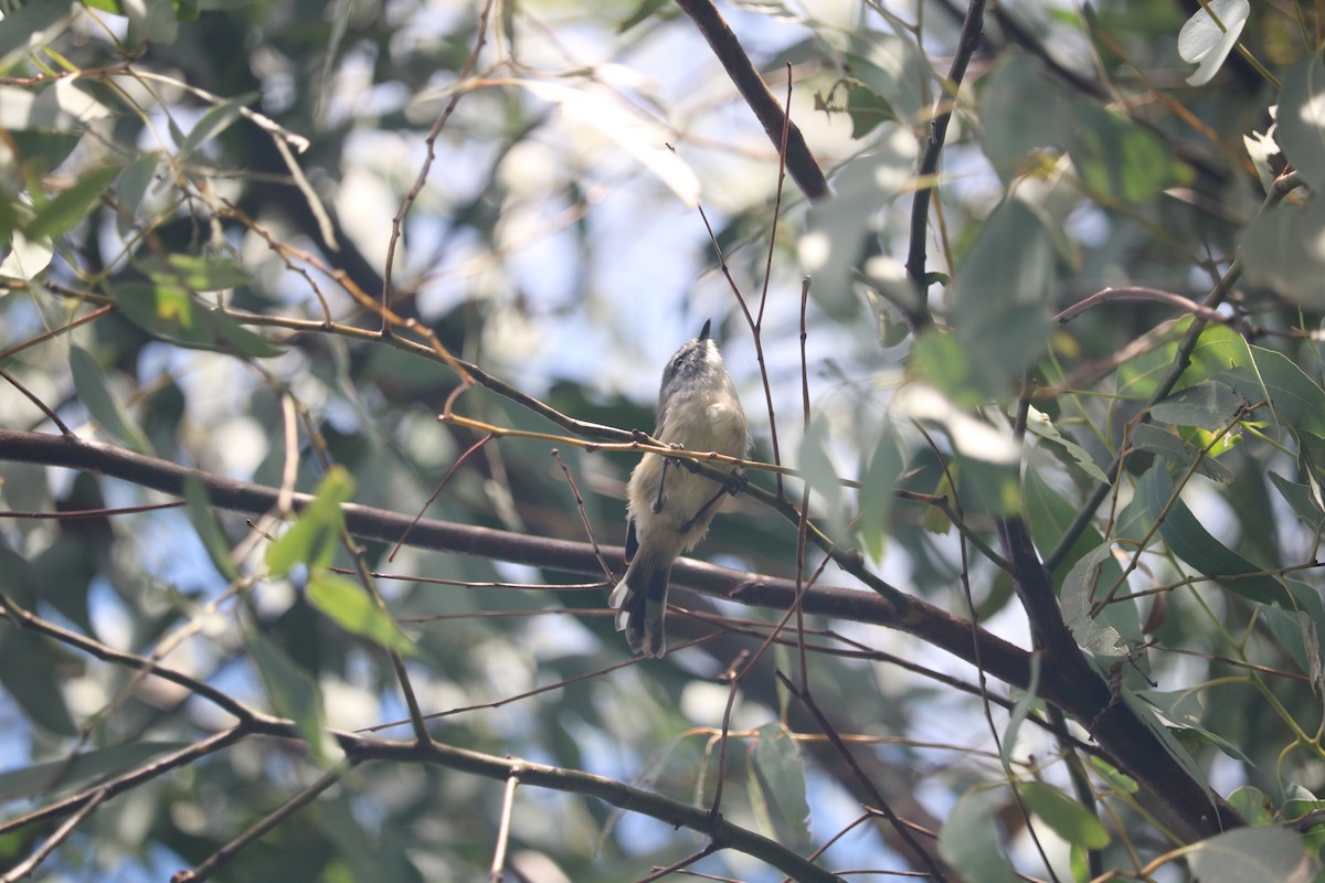 Brown Gerygone - ML634515027