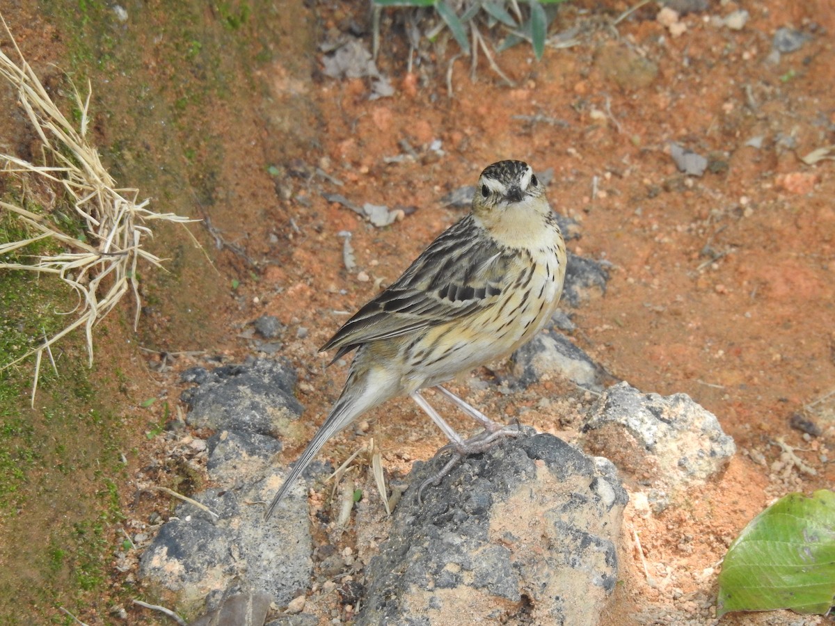 Nilgiri Pipit - ML634515044