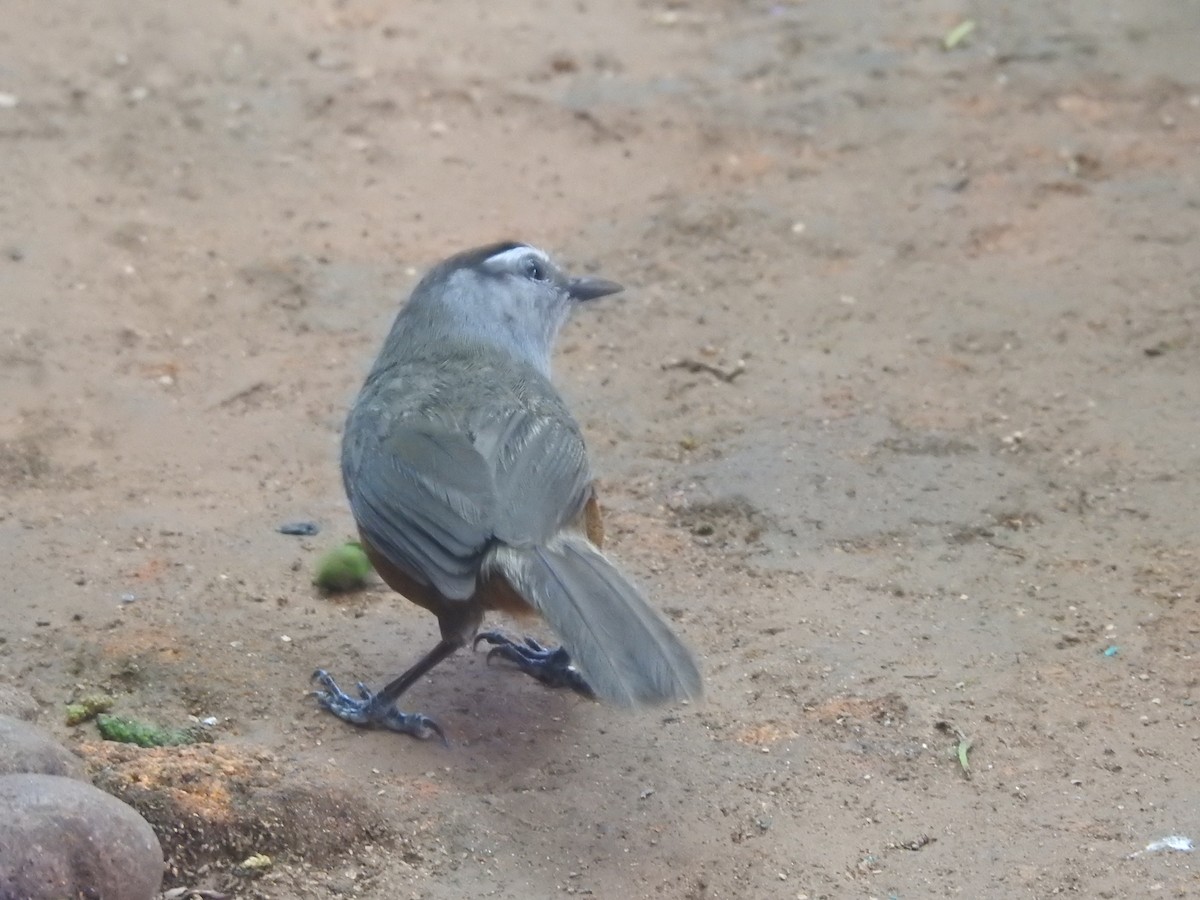 Palani Laughingthrush - ML634515070