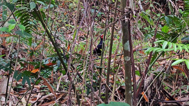 Swinhoe's Pheasant - ML634515138