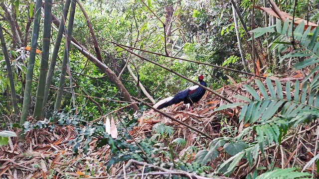 Swinhoe's Pheasant - ML634515140