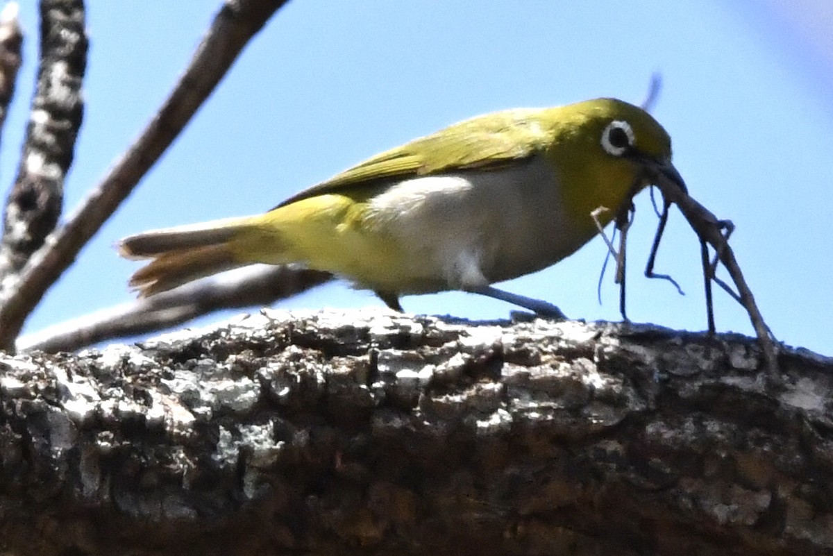 Ashy-bellied White-eye - ML634515224