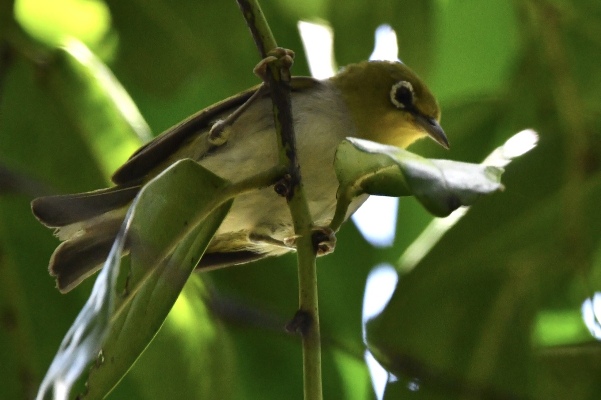 Ashy-bellied White-eye - ML634515225