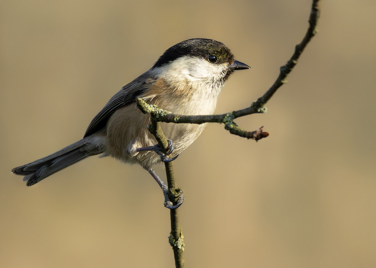 Mésange boréale (groupe montanus) - ML634515265