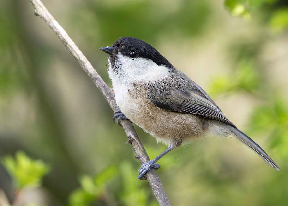 Mésange boréale (groupe montanus) - ML634515320