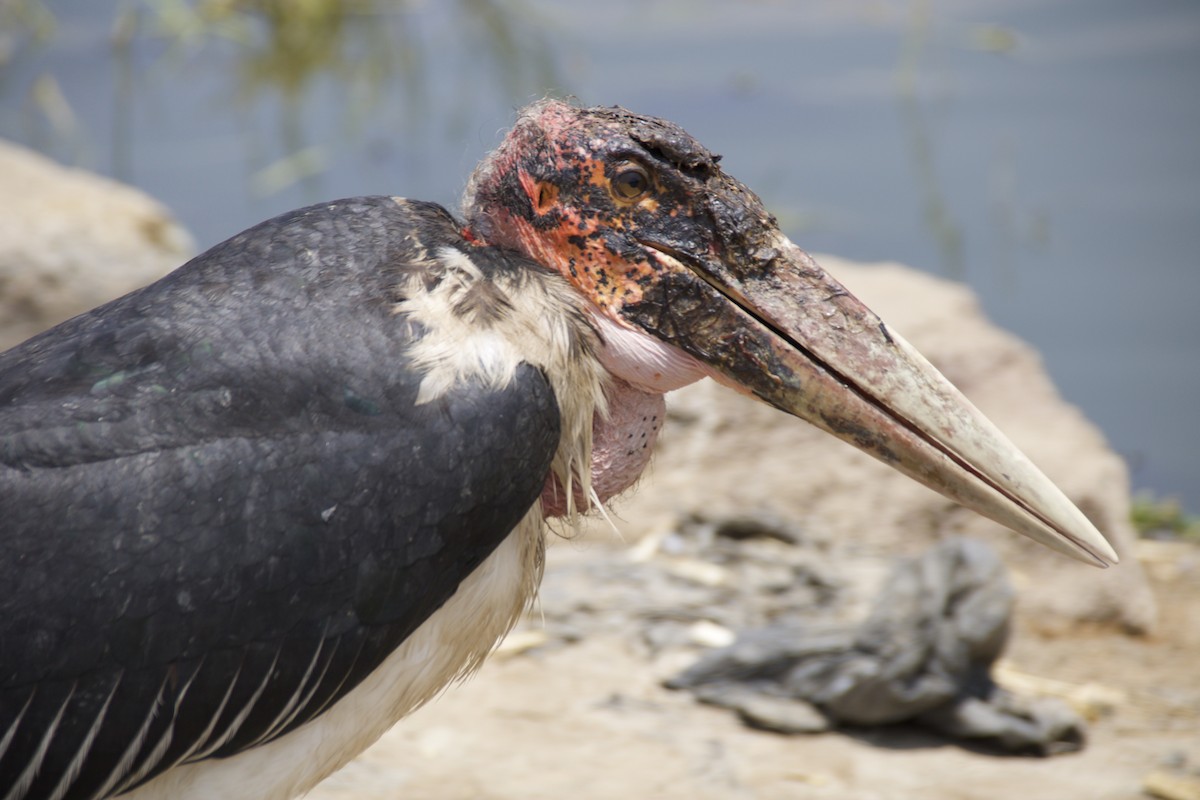 Marabou Stork - ML634515412