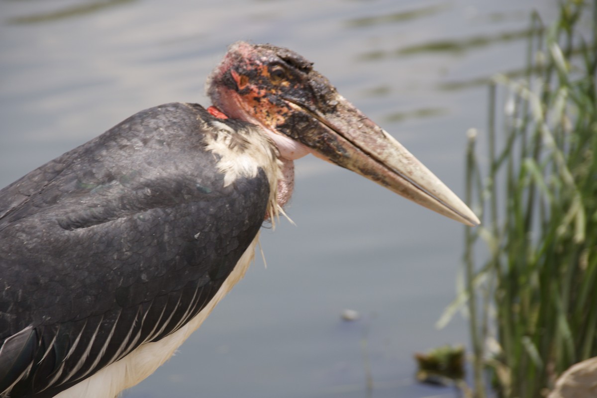 Marabou Stork - ML634515413