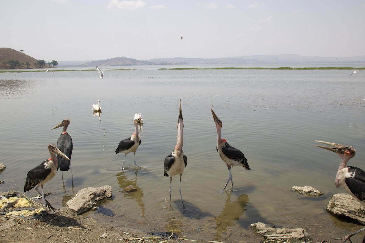 Marabou Stork - ML634515439