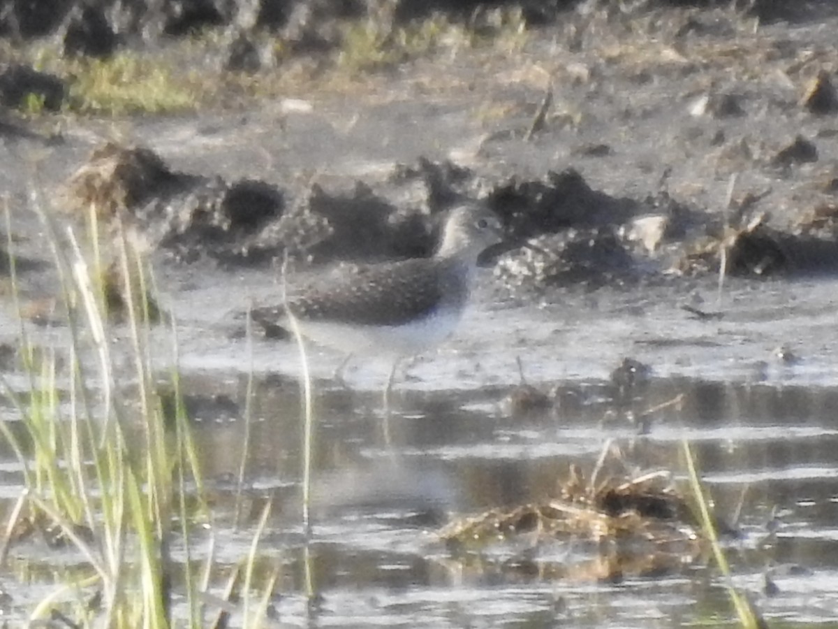 Solitary Sandpiper - ML634515479