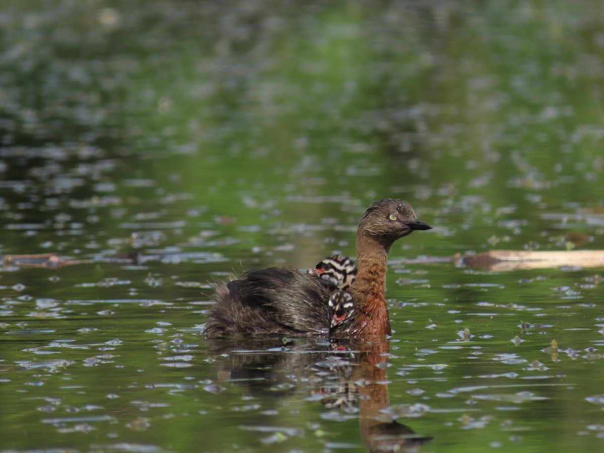 New Zealand Grebe - ML634515552