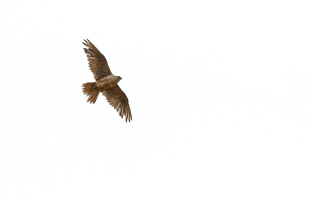 Gyrfalcon - ML634515556