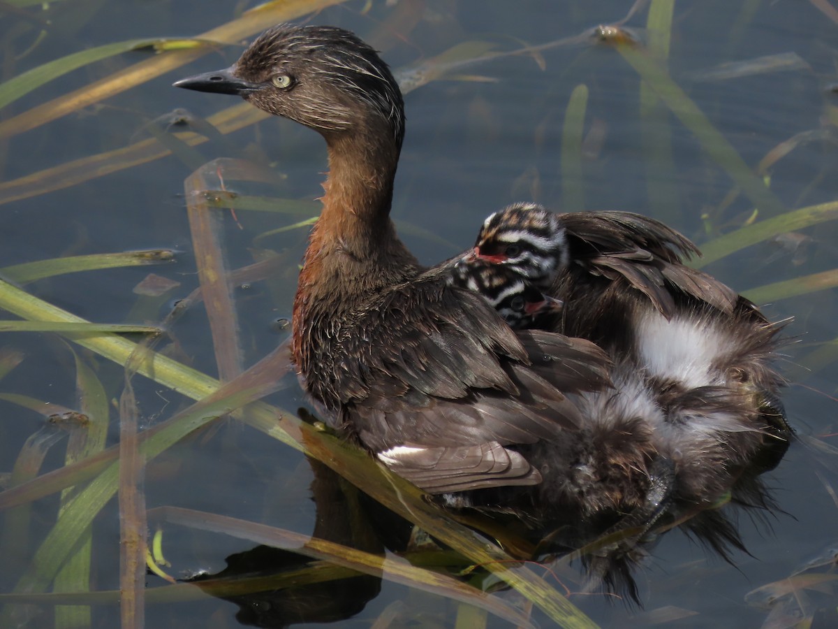 New Zealand Grebe - ML634515571