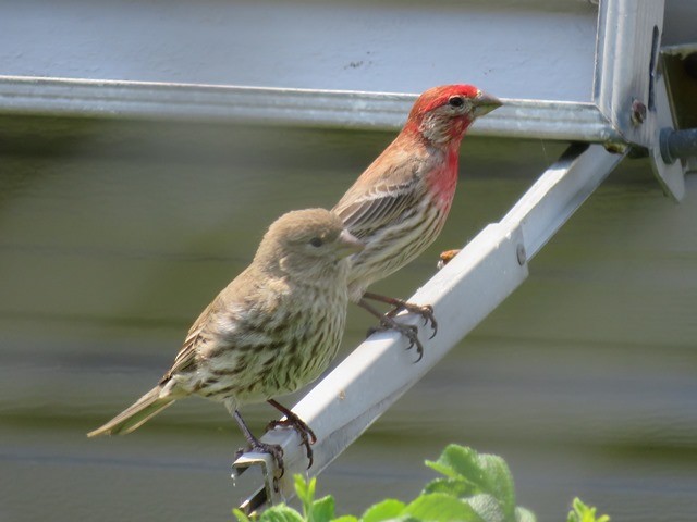 House Finch - ML634515574