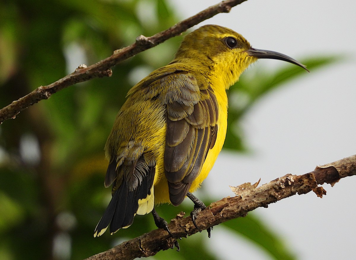 Sahul Sunbird - ML634515588