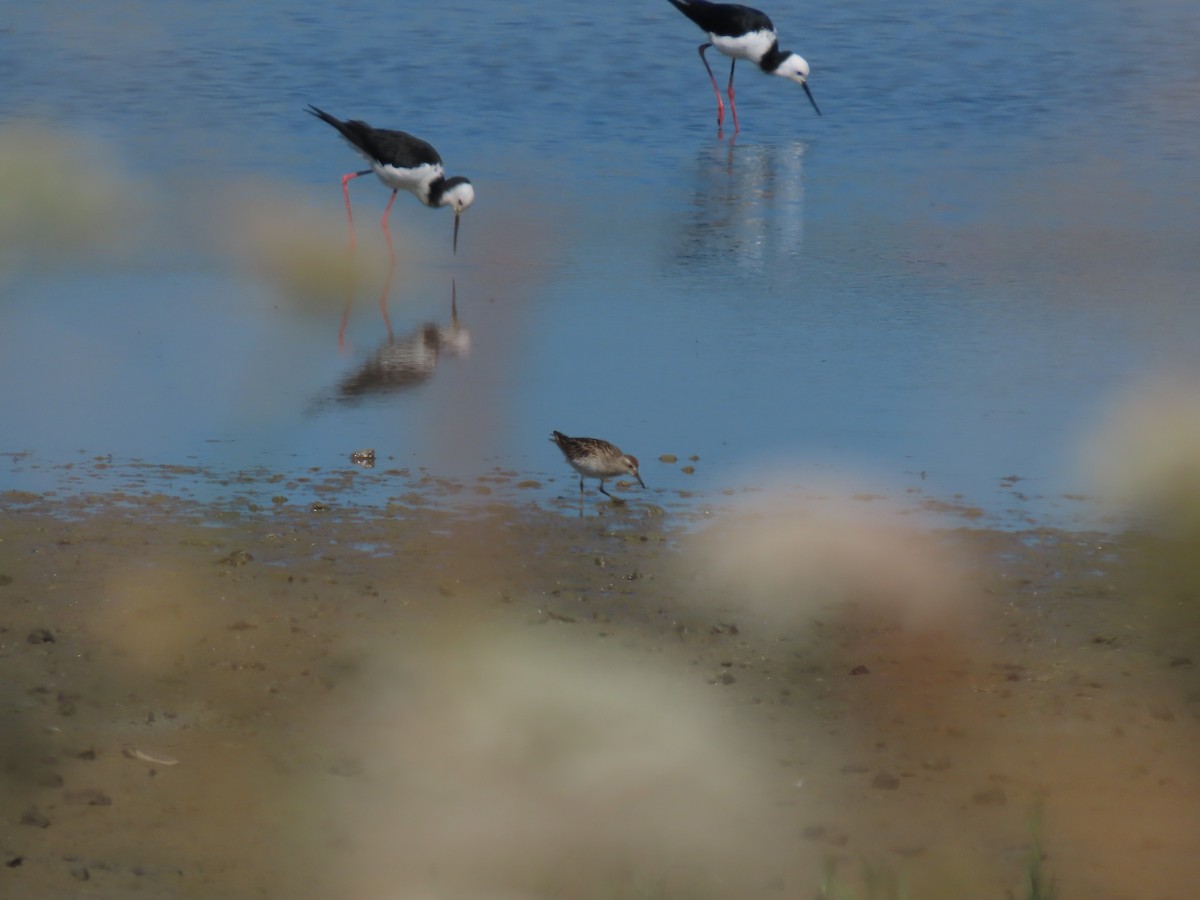 Sharp-tailed Sandpiper - ML634515608