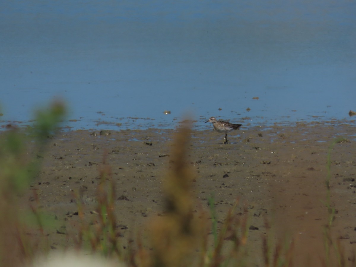 Sharp-tailed Sandpiper - ML634515617