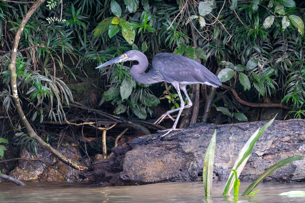 Great-billed Heron - ML634515629