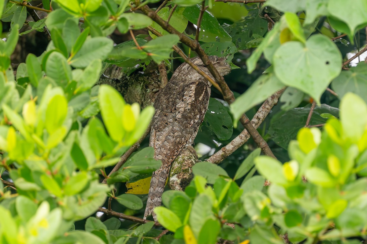 Papuan Frogmouth - ML634515632