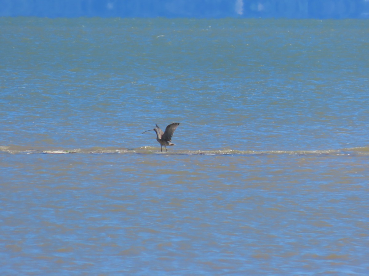 Far Eastern Curlew - ML634515636