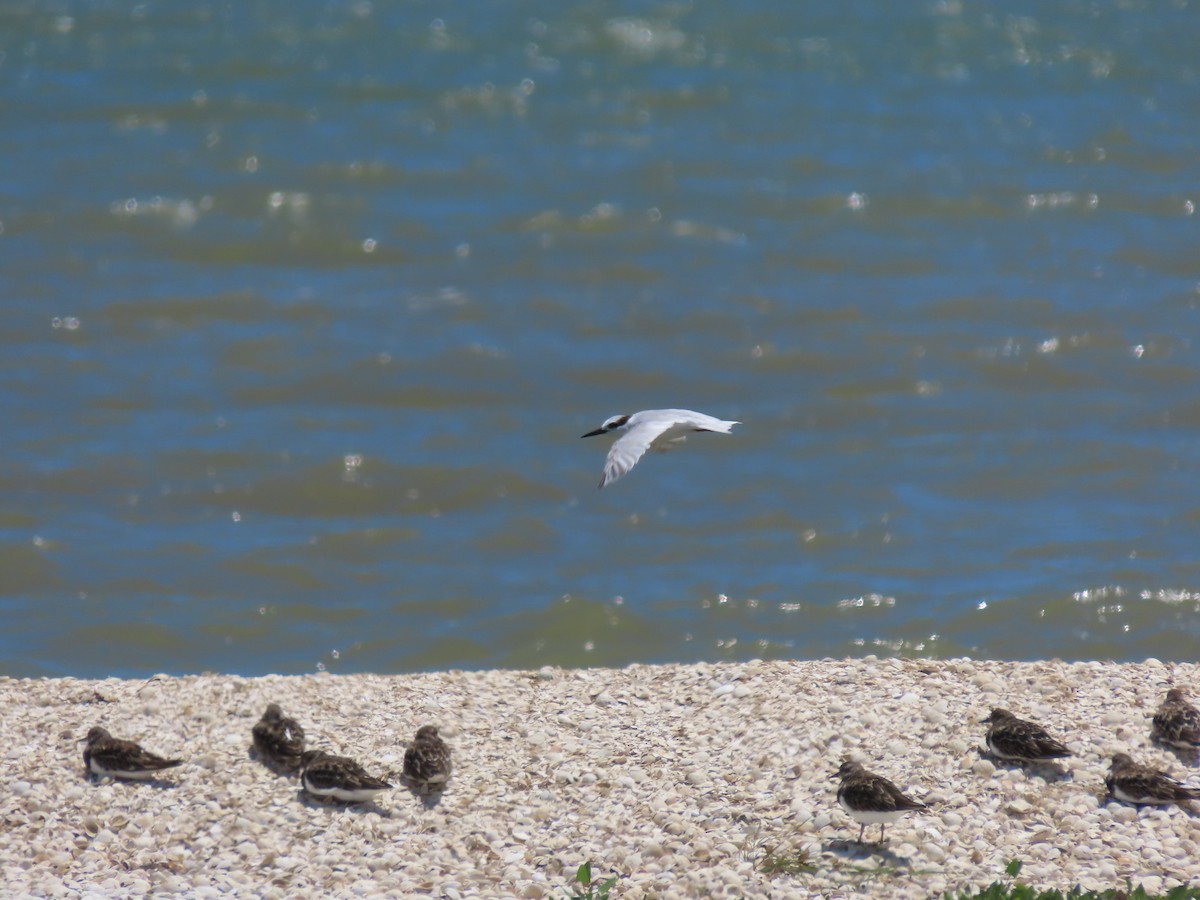Little Tern - ML634515774