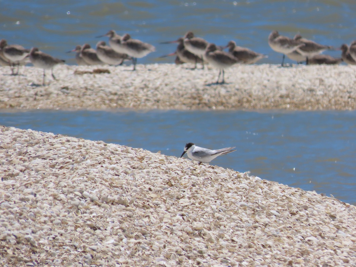 Little Tern - ML634515775