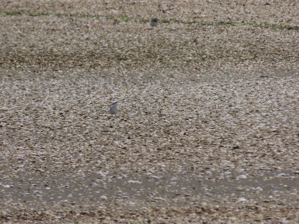 Little Tern - ML634515777