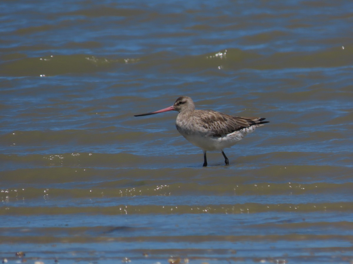 Bar-tailed Godwit - ML634515796