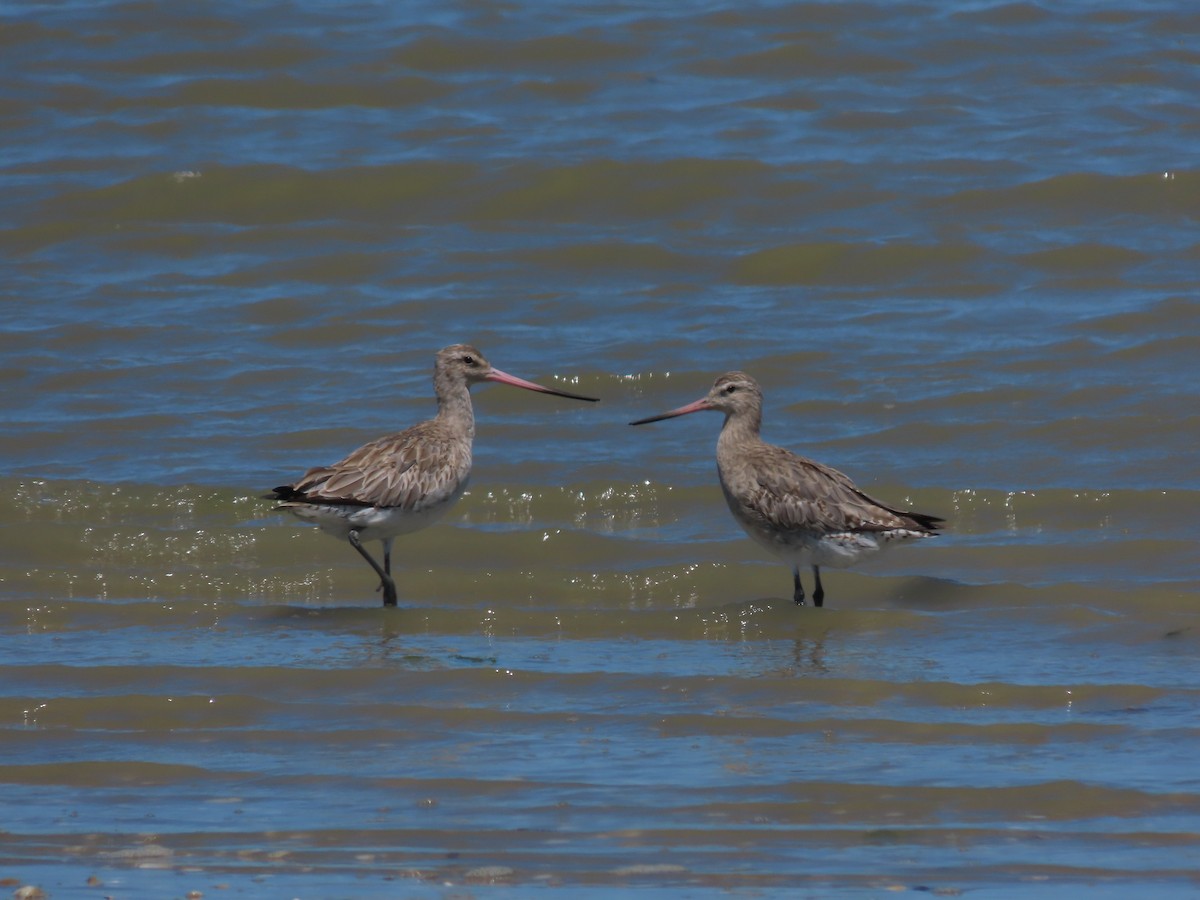 Bar-tailed Godwit - ML634515797