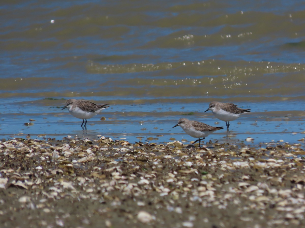 Red-necked Stint - ML634515810