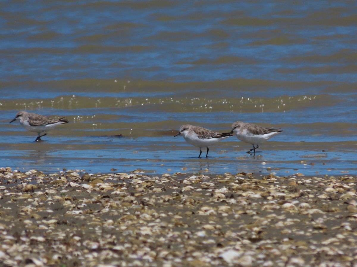 Red-necked Stint - ML634515811
