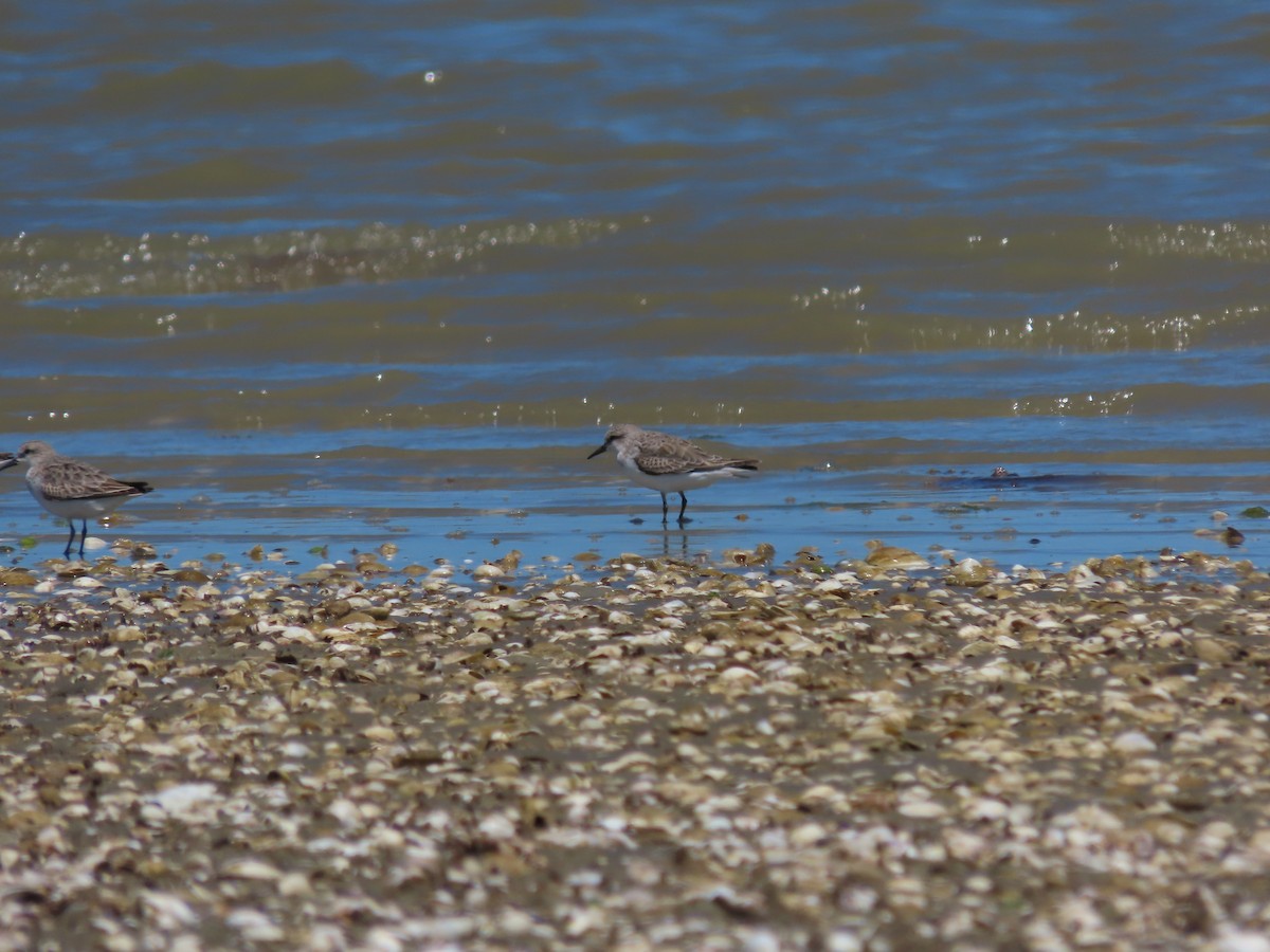 Red-necked Stint - ML634515812
