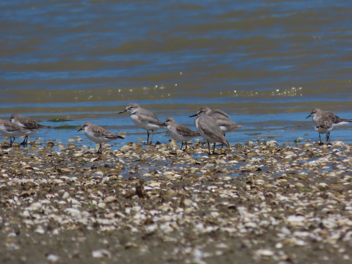 Red-necked Stint - ML634515813