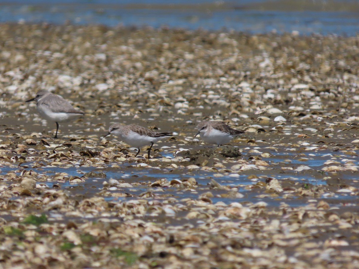 Red-necked Stint - ML634515814