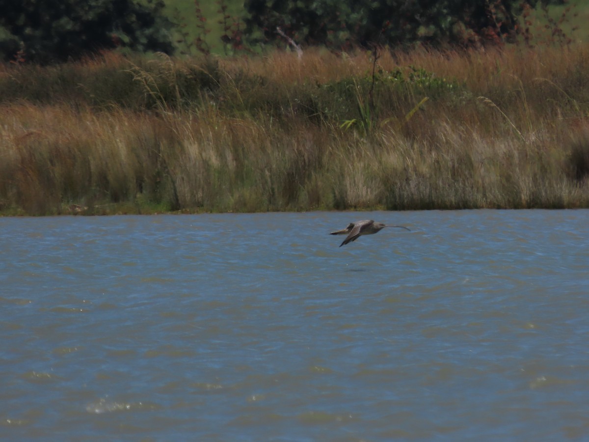 Far Eastern Curlew - ML634515821
