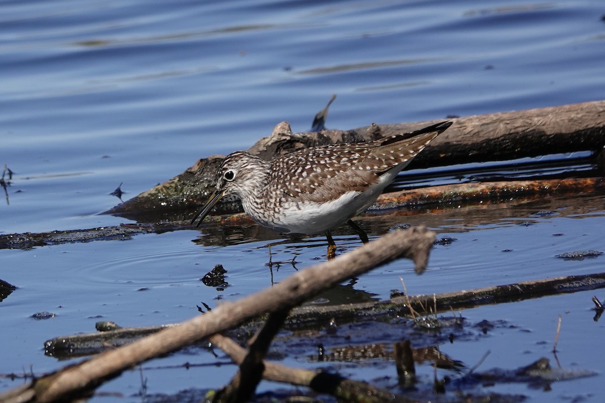 Solitary Sandpiper - ML634515830