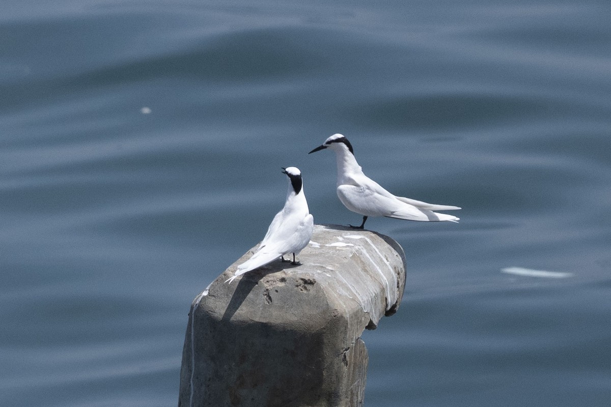 Black-naped Tern - ML634515859