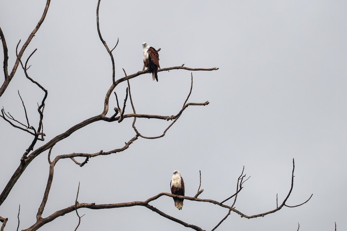 Brahminy Kite - ML634515880