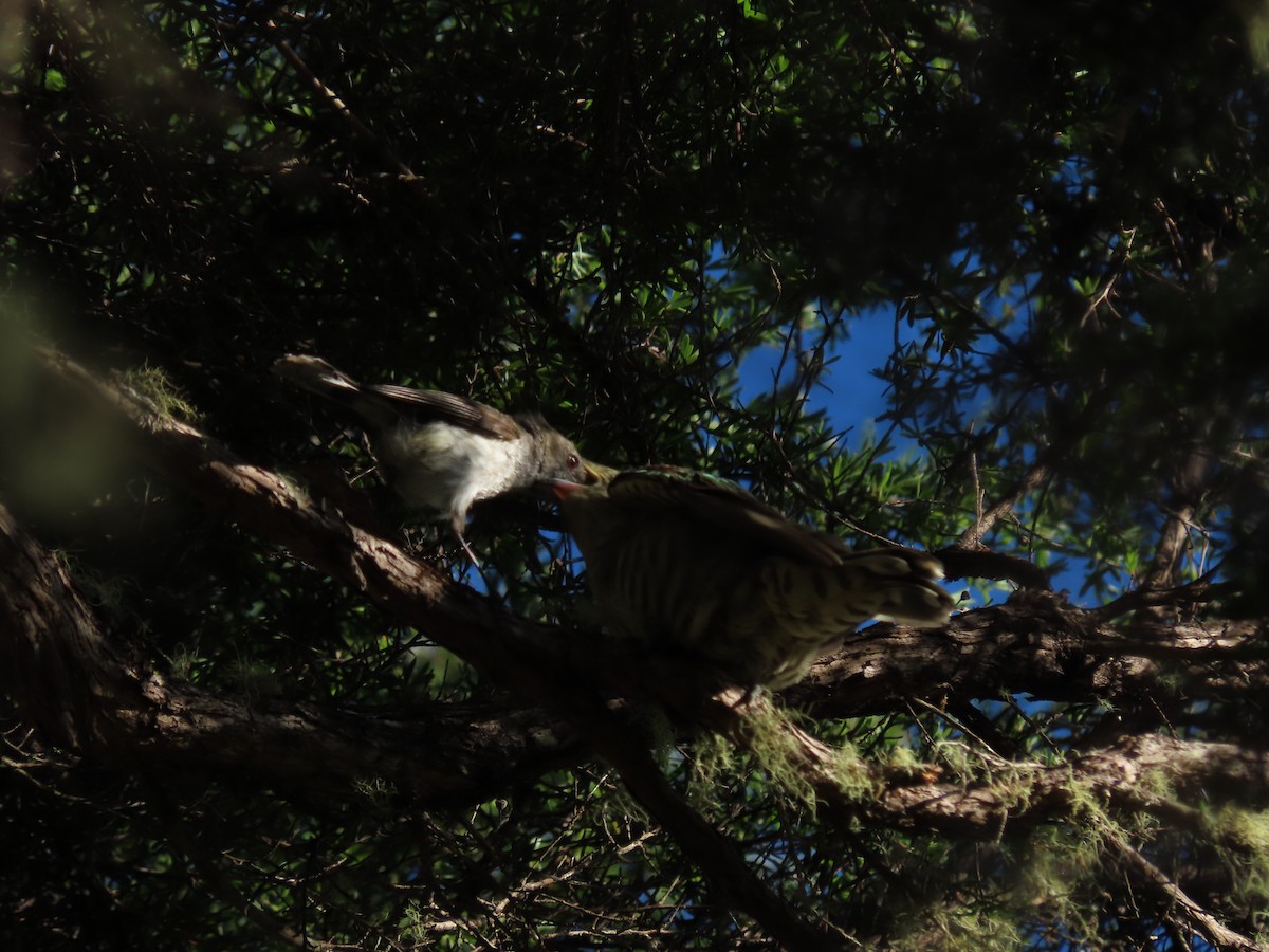 Shining Bronze-Cuckoo - ML634515884