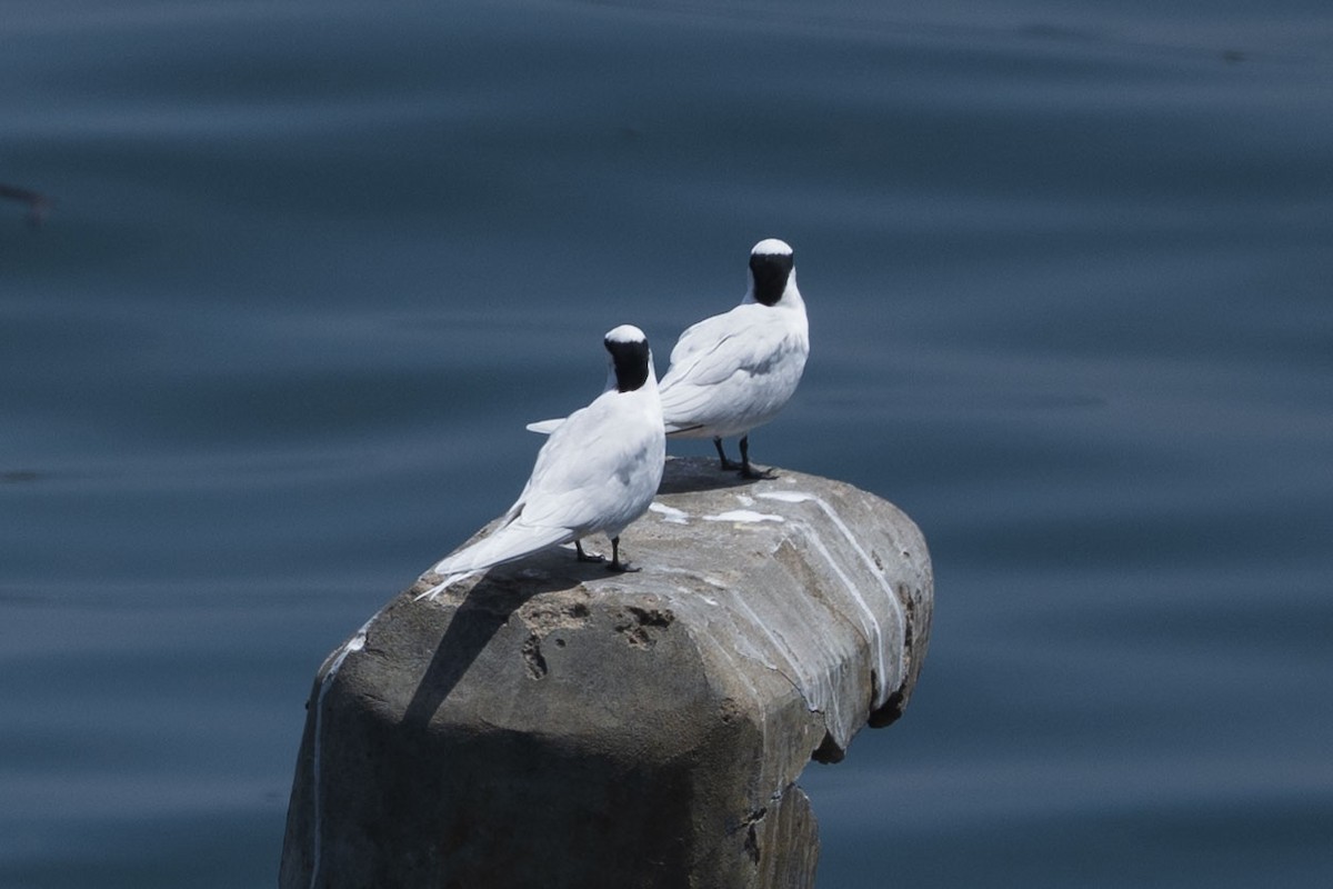 Black-naped Tern - ML634515898