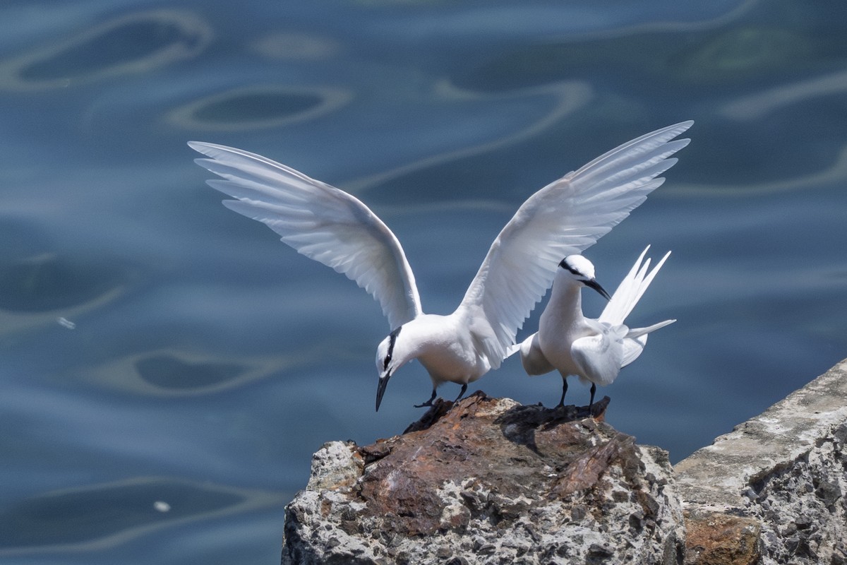 Black-naped Tern - ML634515899