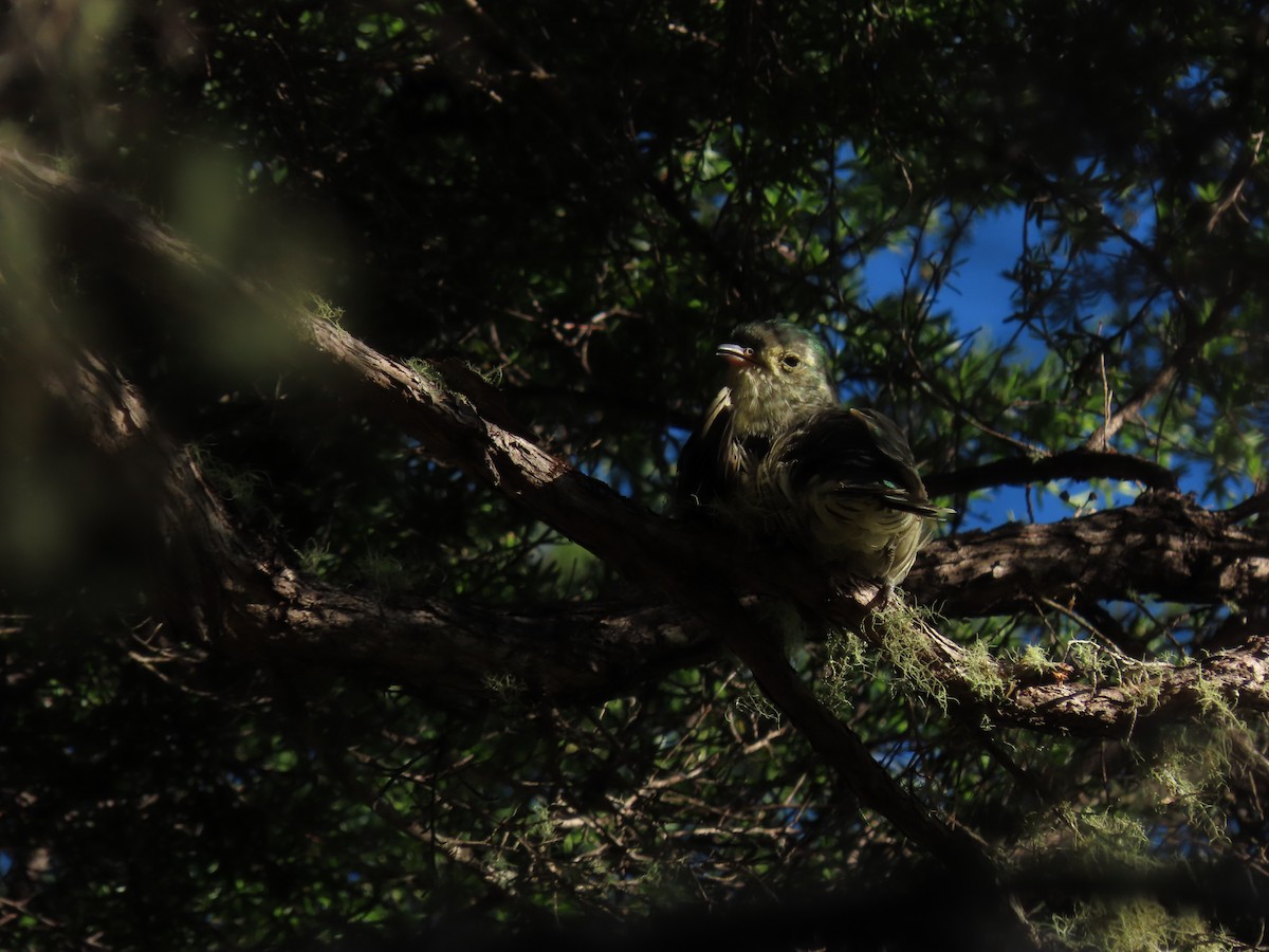 Shining Bronze-Cuckoo - ML634515920