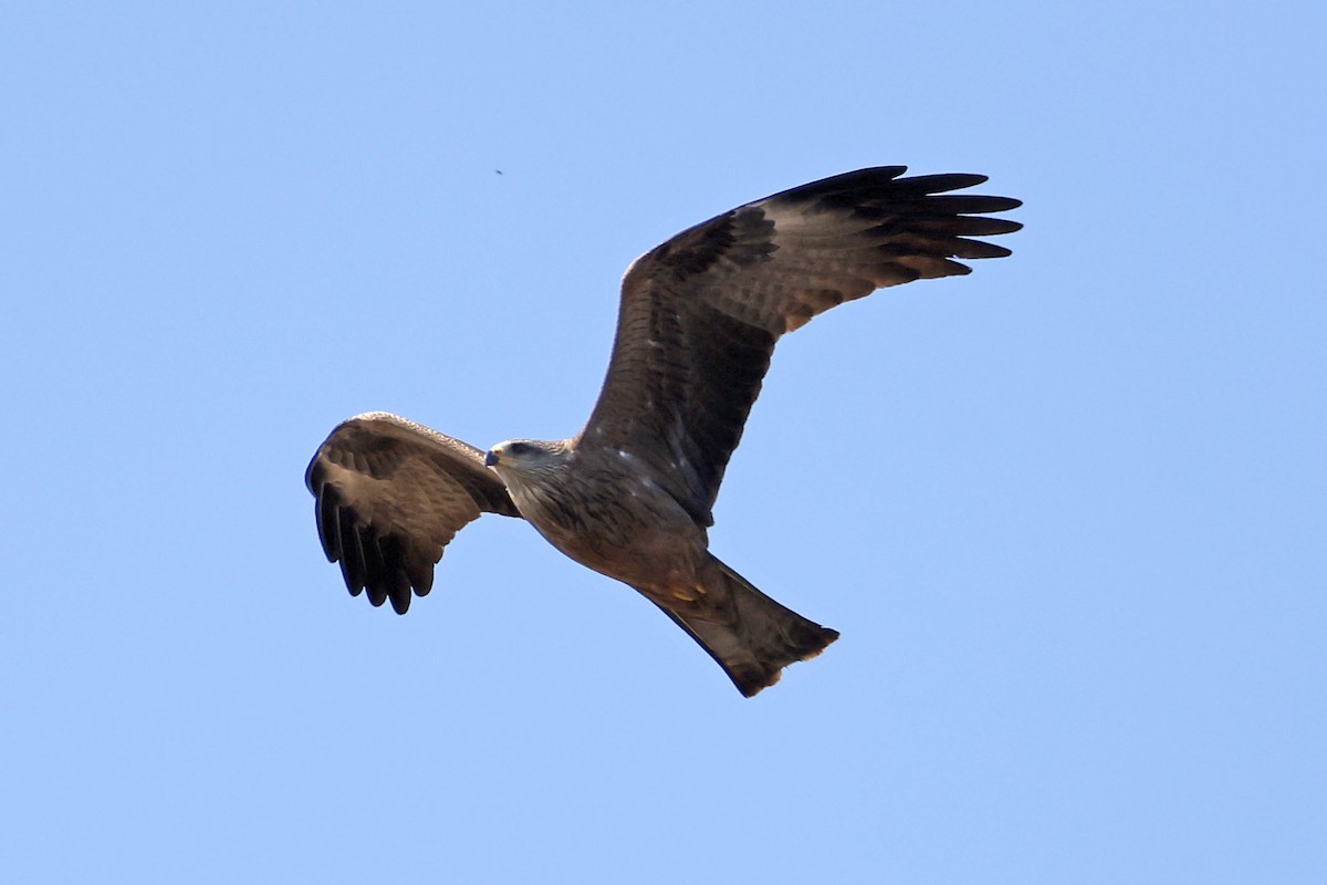 Nibbio bruno - ML634515968