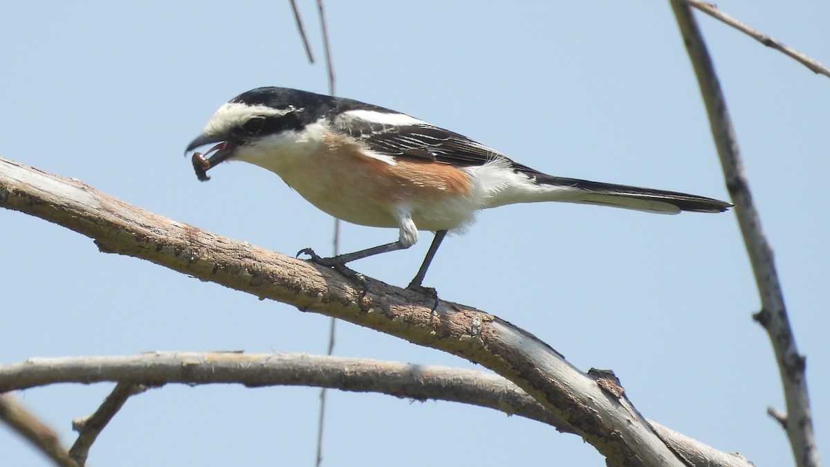 Masked Shrike - ML634516093