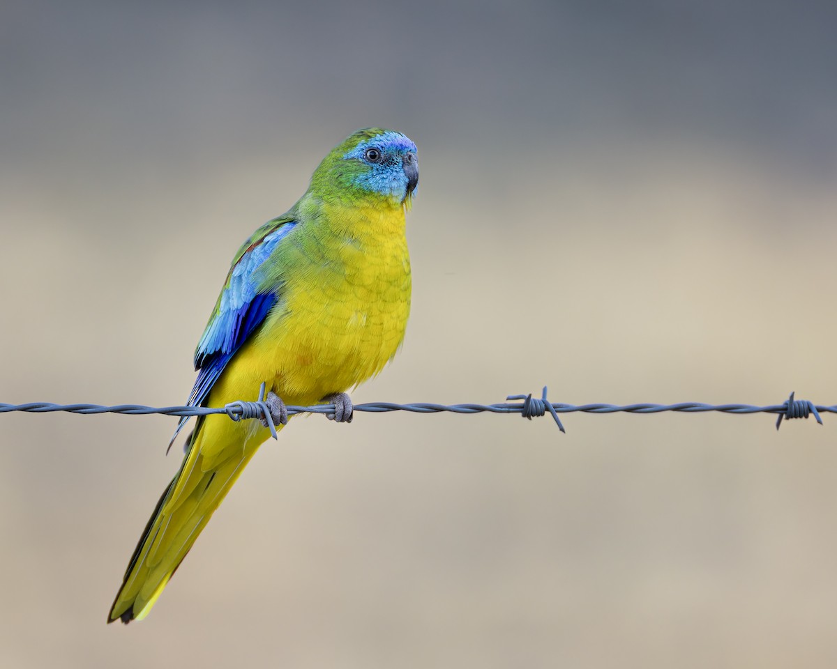 Turquoise Parrot - ML634516098