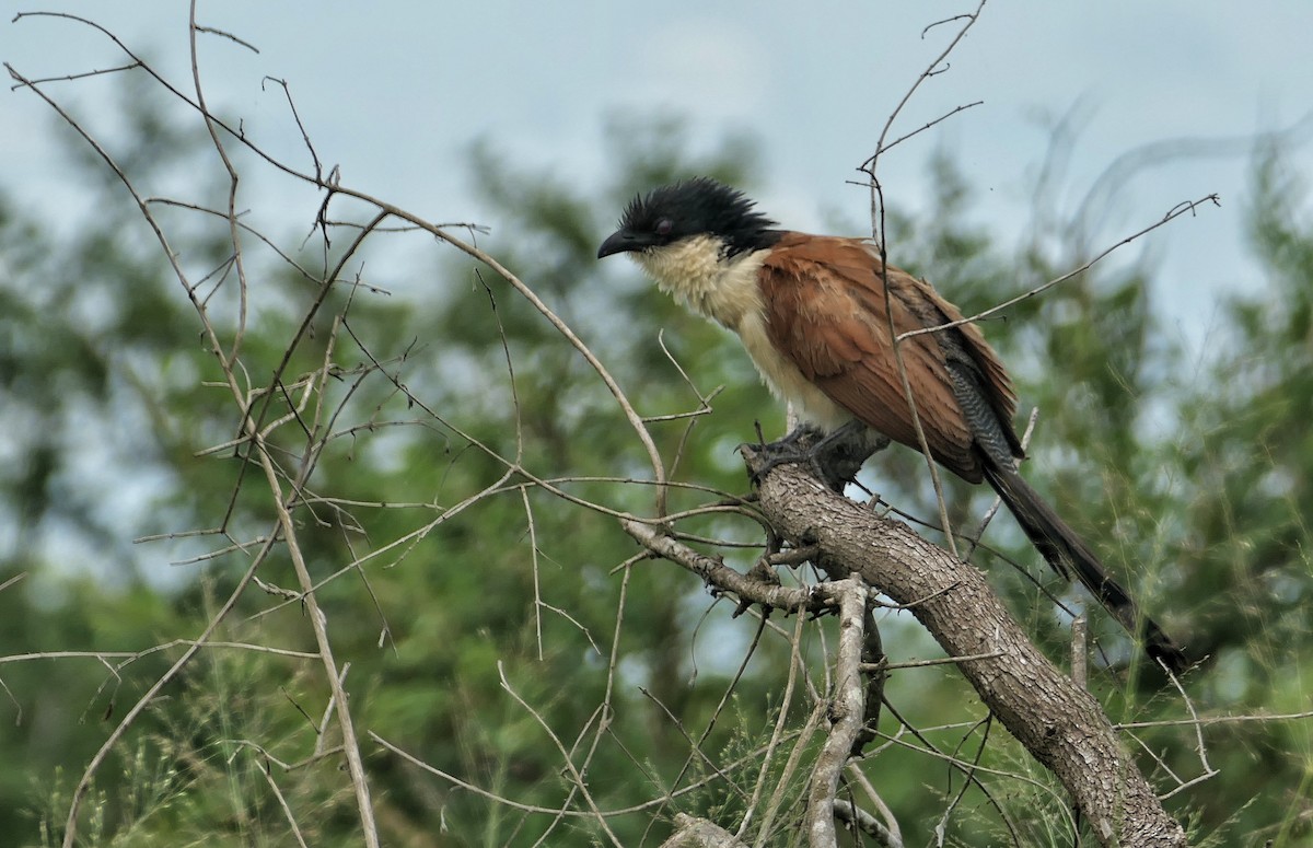Burchell's Coucal - ML634516130