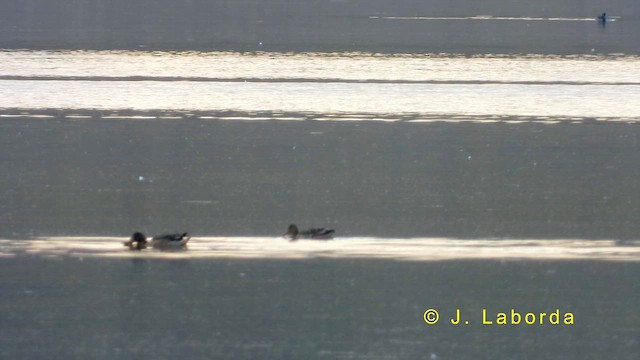Northern Shoveler - ML634516268