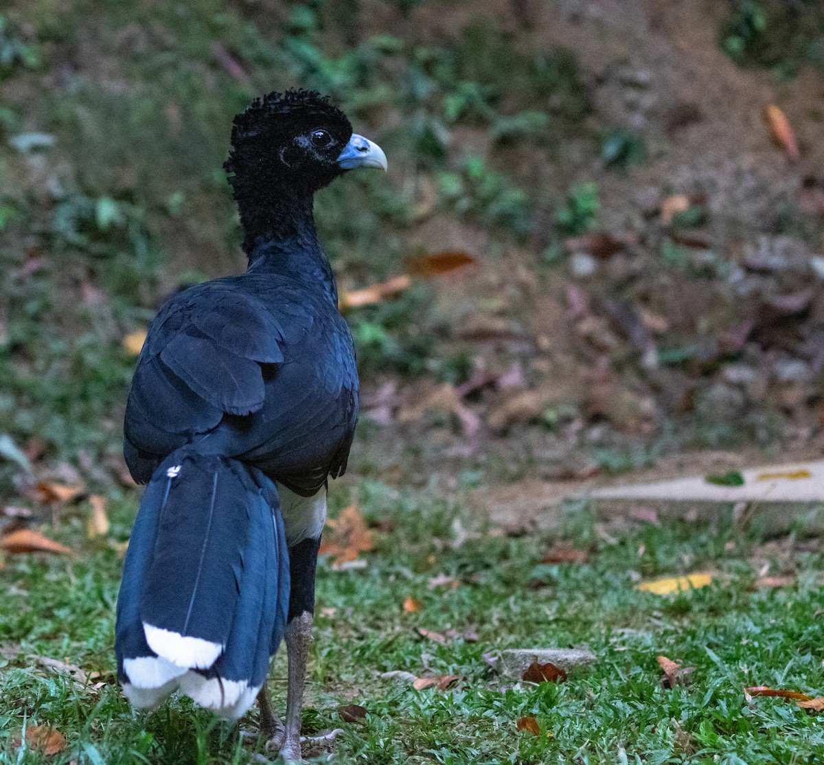 Blue-billed Curassow - ML634516325