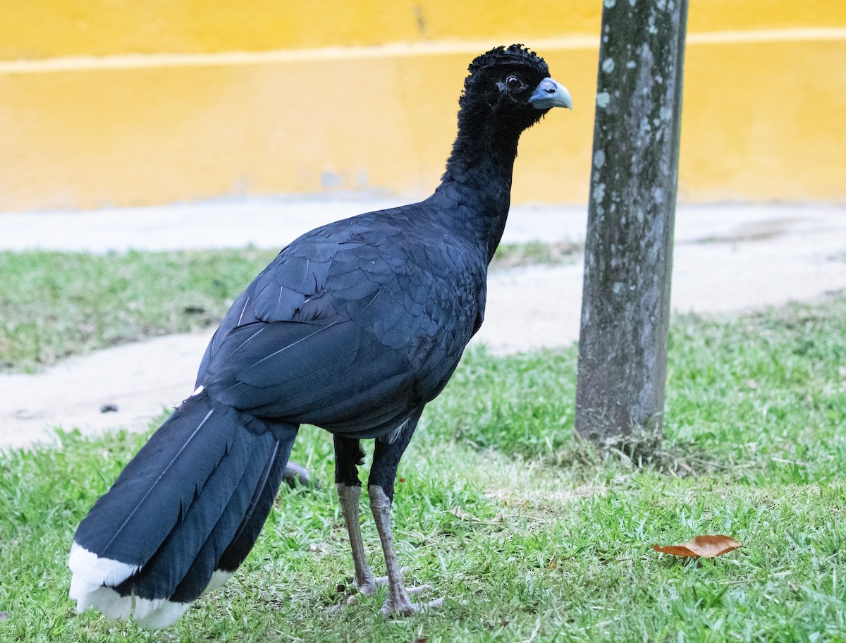 Blue-billed Curassow - ML634516326