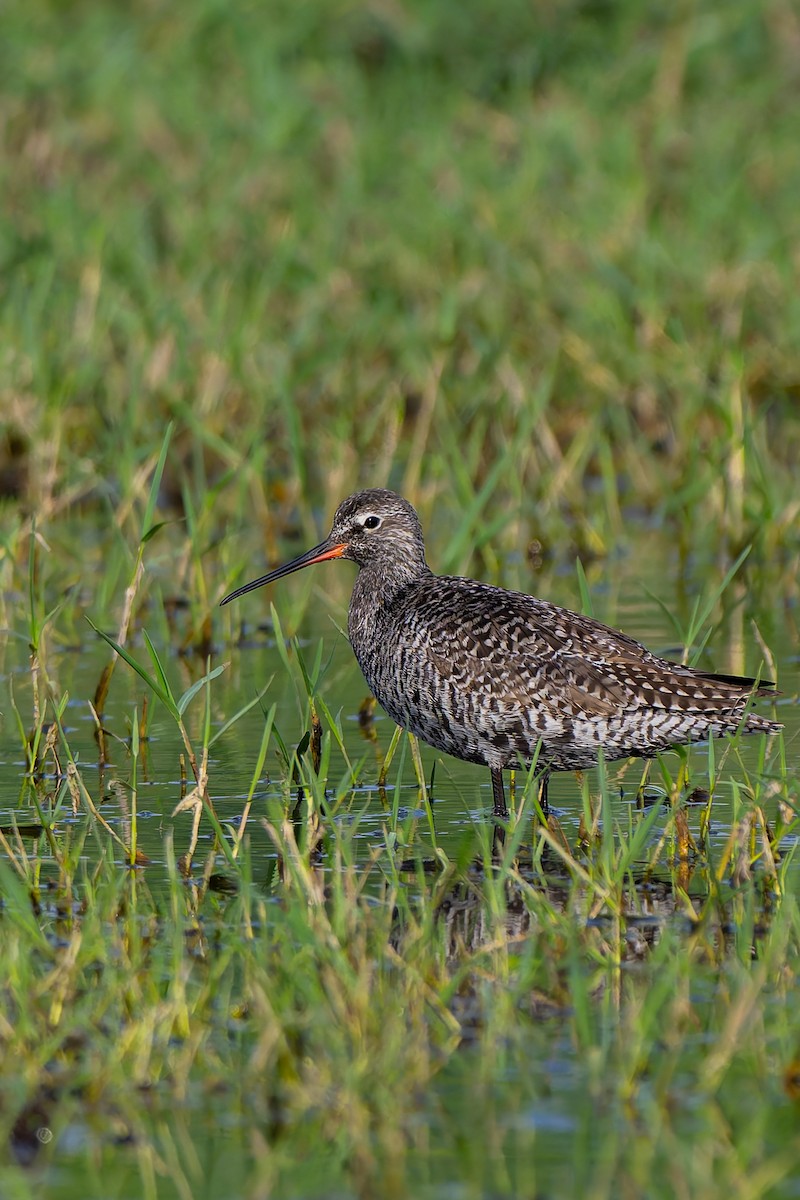 Хар хөгчүү - ML634516339