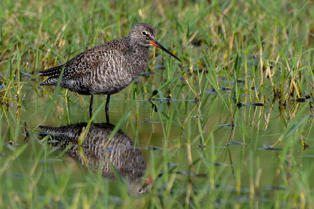 Хар хөгчүү - ML634516340